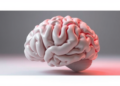 AI Learns the Physics of Brain Folding to Predict How the Brain Takes Shape