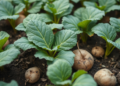 AI Learns to Read Potato Leaves to Transform Crop Monitoring