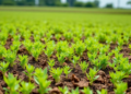 AI Pinpoints the Perfect Dose of Nanomaterials to Scrub Toxic Metals from Farmland