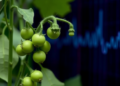AI Reads Raman Spectra to Measure Cysteine in Pea Cultivars