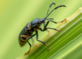 AI With an Eye for Detail Catches the Palm-Killing Weevils That Humans Miss