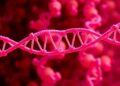 ATRX partners with 9-1-1 and CST to protect genome replication and telomeres