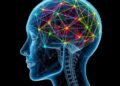 Adam Optimizer’s Neural Network Training Regimes Mapped Through Observable Measurements