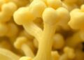 Adaptive laboratory evolution boosts formate-based growth in acetogen Clostridium sp. AWRP