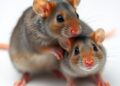 Adolescent male and female mice show distinct social stress responses