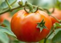 Advances in detecting and regulating Alternaria toxins in tomato products