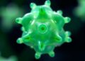 AgCl Nanoparticles from Dual Extracts: Bioactivity, Ecotoxicity, Molecular Mechanisms