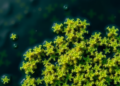 Algae Step Up as a Powerful Sustainable Weapon Against Wastewater Pollution