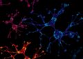 Altered lncRNA profiles in breast cancer NK cells impair immune function