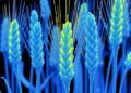 Amodal completion enables 3D wheat reconstruction from a single image
