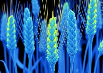 Amodal completion enables 3D wheat reconstruction from a single image