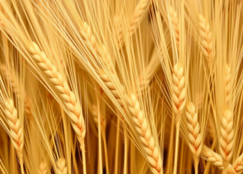 Ancient Chinese Wheat Yields a Genetic Key to More Grain Per Plant