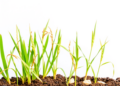 Ancient Rice Landraces Reveal Genetic Secrets of Vigorous Early Seedling Growth