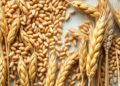 Ancient and Modern Wheat Take Opposite Chemical Routes When Fed Beneficial Microbes