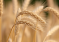 Ancient wheat and barley genes may hold the key to climate-proof crops