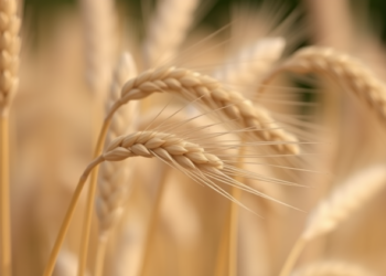 Ancient wheat and barley genes may hold the key to climate-proof crops