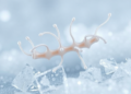 Antarctic sea bacterium yields enzyme that thrives in cold and extreme salt