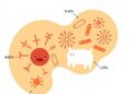 Antibiotic exposure and geography shape young children’s gut resistance genes