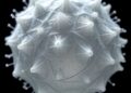 Antimicrobial PVA silver nanoparticle zeolite nanofibers developed for wound dressings