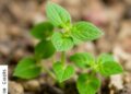 Arabidopsis long noncoding RNAs respond to abscisic acid, drought, and jasmonate