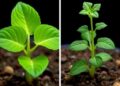 Arg/N-Degron Pathway Evolves Differently in Brassica rapa and Arabidopsis