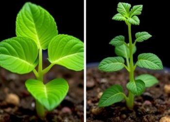 Arg/N-Degron Pathway Evolves Differently in Brassica rapa and Arabidopsis