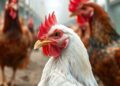 Avian influenza surveillance in poultry environments and pneumonia patients across three Chinese cities