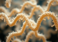 Bacterial urease genomes reveal conserved architecture and ancient gene-swapping clues