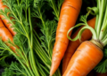 Bare Plant Cells Offer a Fast Lane to Better Carrots and a First for Bitter Gourd