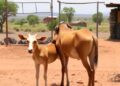 Barriers to veterinary service delivery in West Shewa Zone, Ethiopia