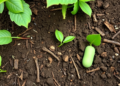 Biochar, Bacteria and Jack Bean Team Up to Purge Atrazine from Farm Soil