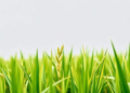 Biochar Gives Direct-Seeded Rice Stronger Stems and Bigger Yields in Northeast China