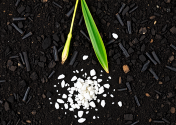 Biochar and Zinc Team Up to Shield Rice From Toxic Cadmium