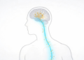 Bioconjugated Gold Sensor Tracks Melatonin Beyond the Brain