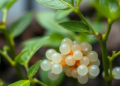 Biodegradable Hydrogel Beads Keep Beneficial Fungus Alive and Boost Pepper Growth