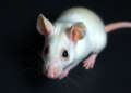 Blocking the Growth Hormone Receptor Extends Mouse Lifespan, Landmark Study Finds