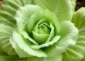 BraABCB transporter genes shed light on hormone responses in Chinese flowering cabbage