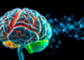 Brain Protein ATIP Linked to Lower Amyloid Burden in Alzheimer’s Disease