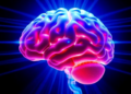 Brain Tissue Layers Reshape Ultrasound Beams in Transcranial Stimulation Models
