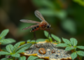 Brazilian Agroforests Harbor Surprising Mosquito Diversity and Disease Vector Risks