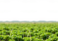 Brazil’s Caatinga Yields Natural Antioxidants Through Green Extraction of Barbatimão Phenolics