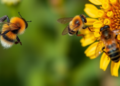 Bumblebees and Flies Keep Pollination Networks Alive by Switching Teams All Season