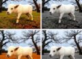 CNN-Based Game Theory Approach Improves Similar Image Retrieval