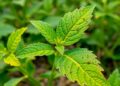 CNN architectures advance crop disease detection and severity quantification