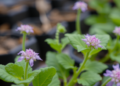 CRISPR Beyond the Lab: Why Genome-Edited Plants Need a Sustainable Innovation System