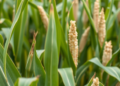 CRISPR Reshapes Maize Breeding for Drought Tolerance and Better Nutrition