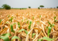 CRISPR gene editing could transform Africa’s staple crops, review finds