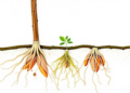 Calcium Dosing Unlocks Healthier In Vitro Almond Rootstock and Stronger Roots