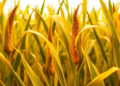Cell-by-cell maps reveal hidden complexity of genomic imprinting in maize