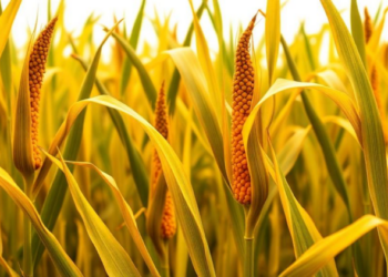 Cell-by-cell maps reveal hidden complexity of genomic imprinting in maize